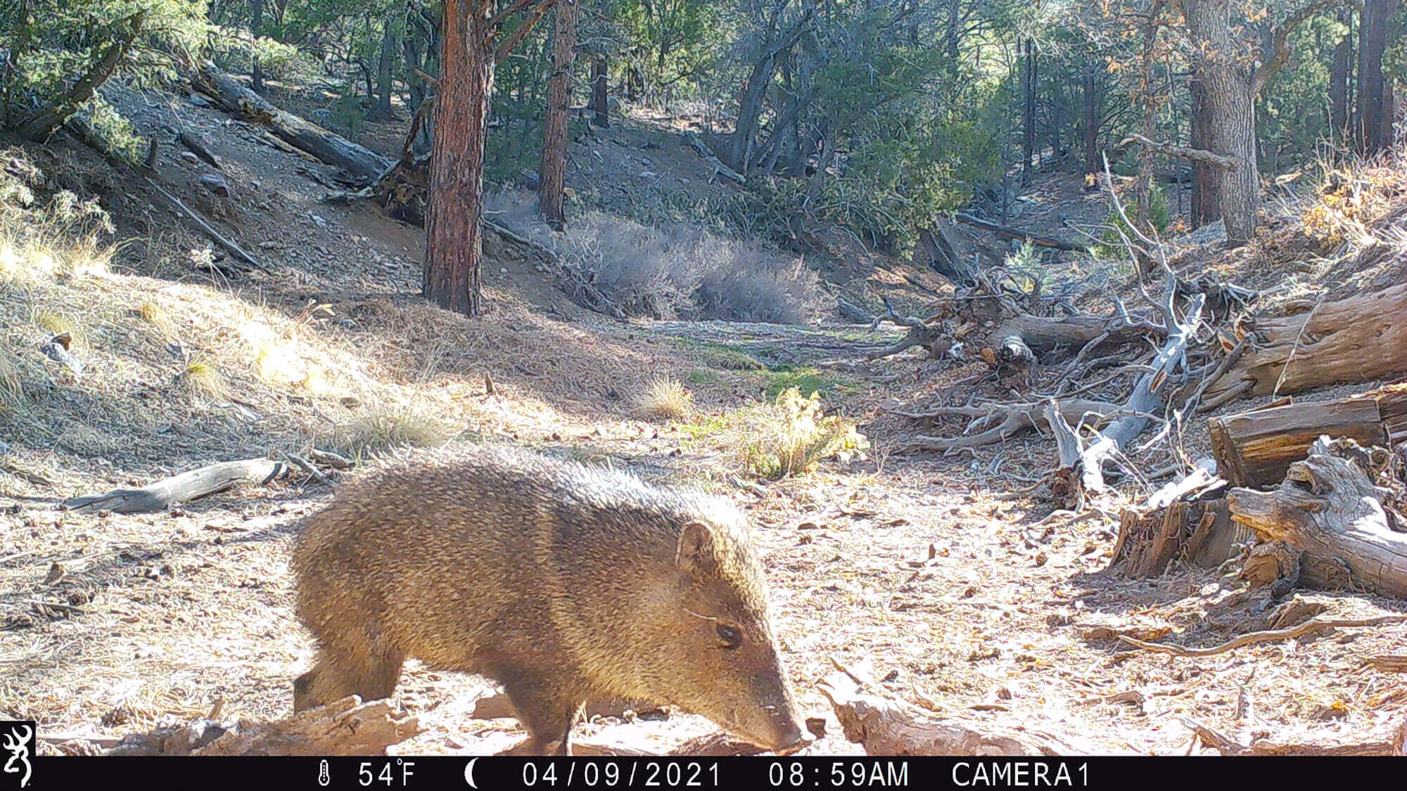 New Mexico Hunting Ranches for Sale Cattle Ranches 4 Sale