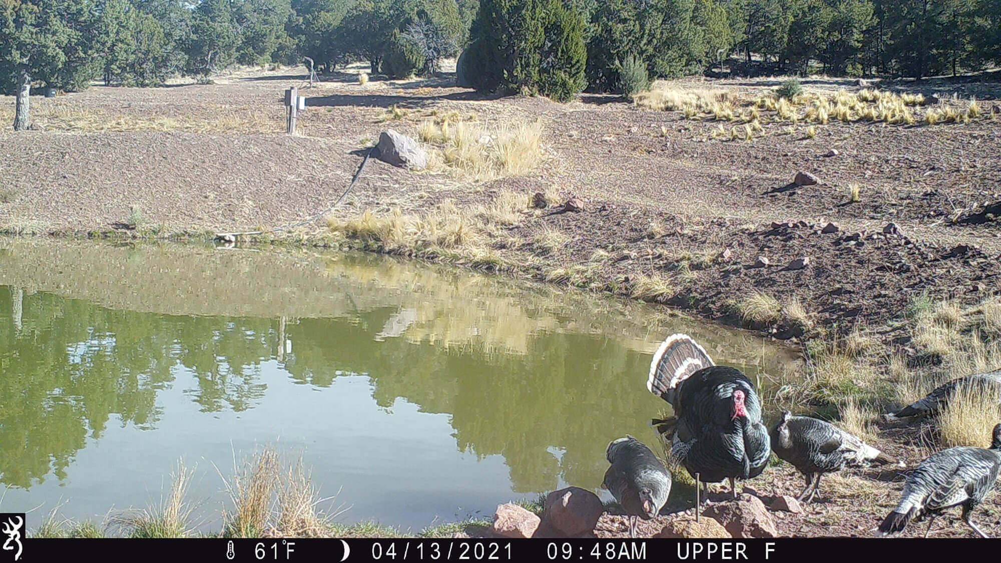 New Mexico Hunting Ranches for Sale Cattle Ranches 4 Sale