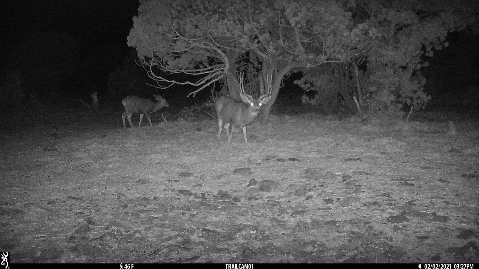 New Mexico Hunting Ranches for Sale Cattle Ranches 4 Sale