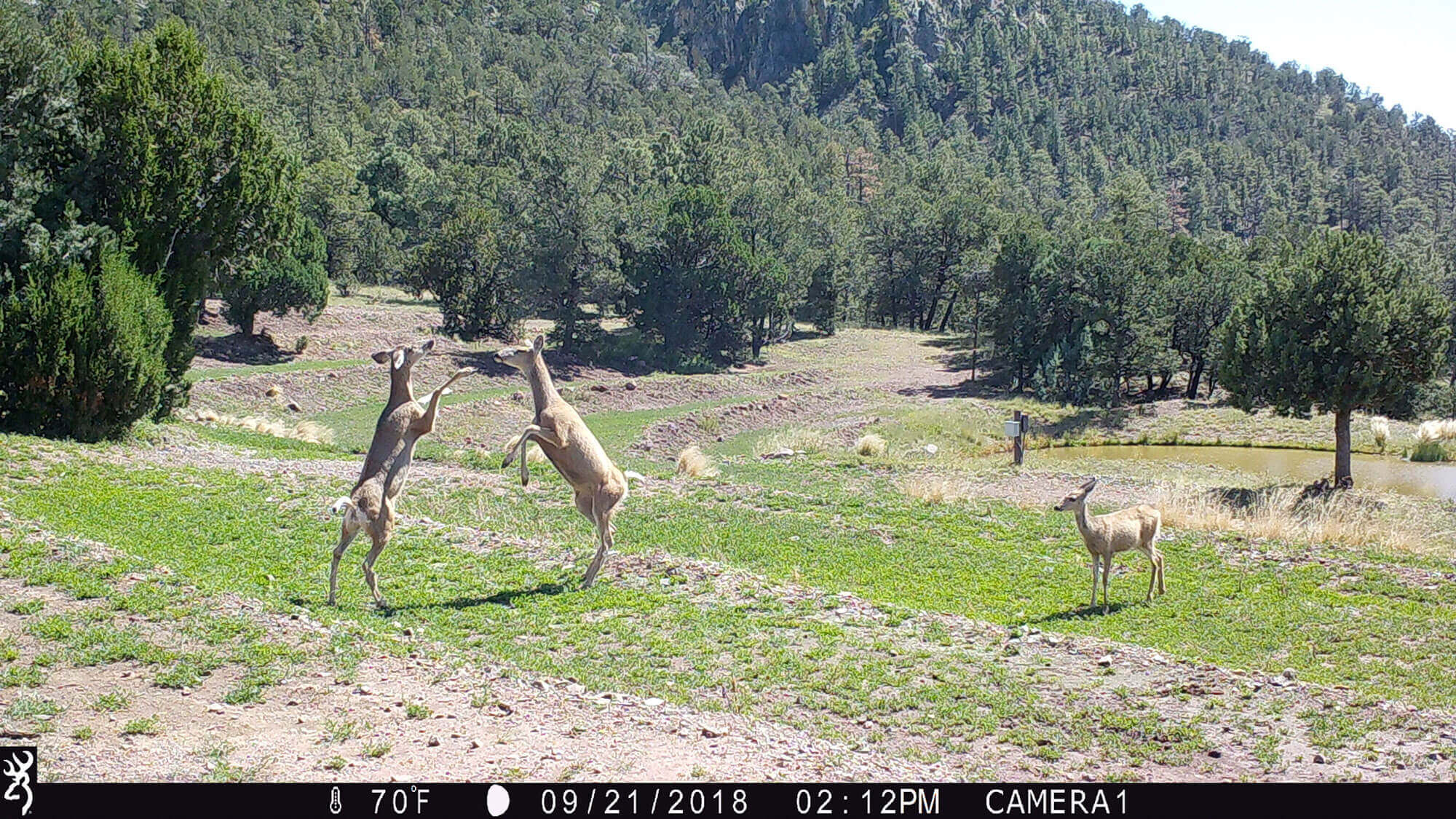 New Mexico Hunting Ranches for Sale Cattle Ranches 4 Sale