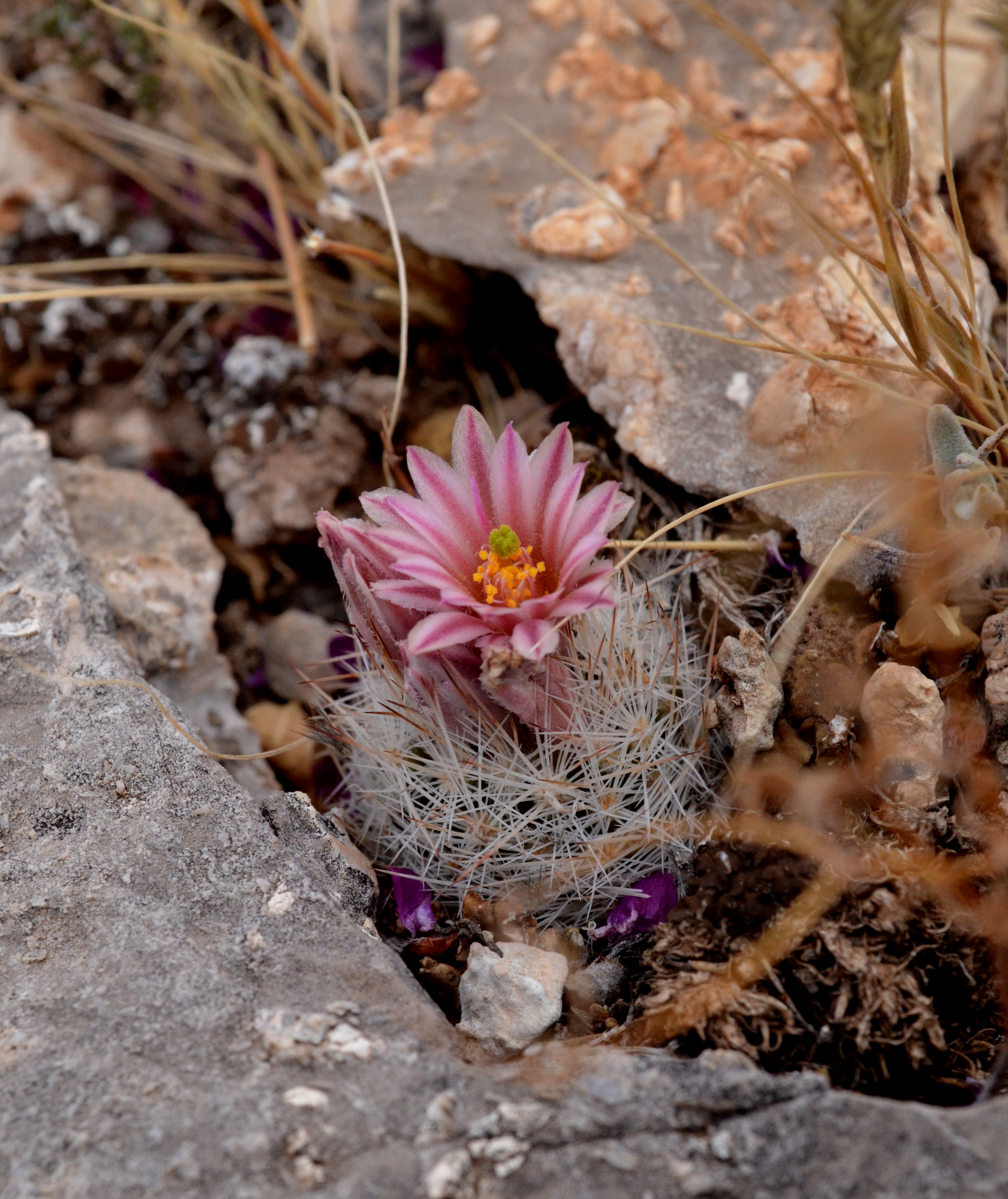 Contacts New Mexico Rare Plants