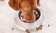 How to Transition Your Dog to a New Food | Cold Spring Co-Op | Cold