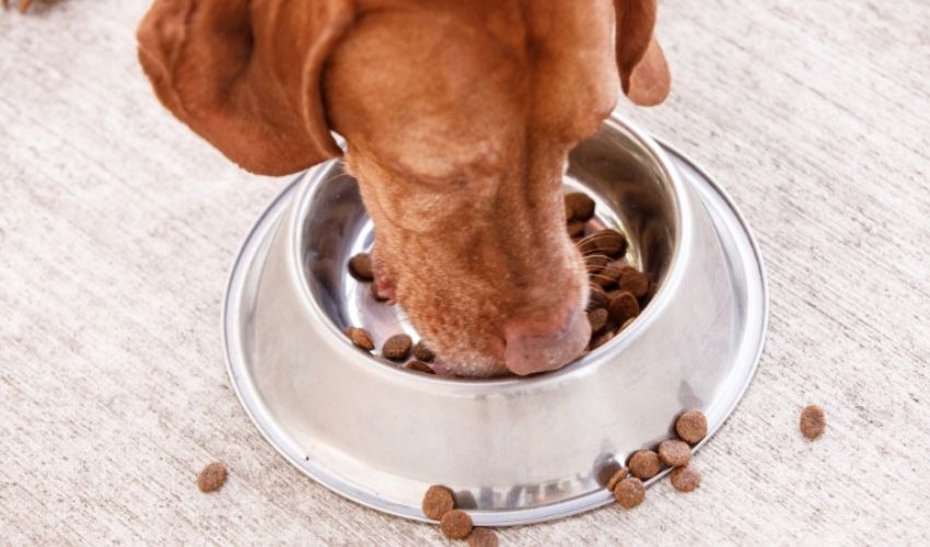How to Transition Your Dog to a New Food | Cold Spring Co-Op | Cold