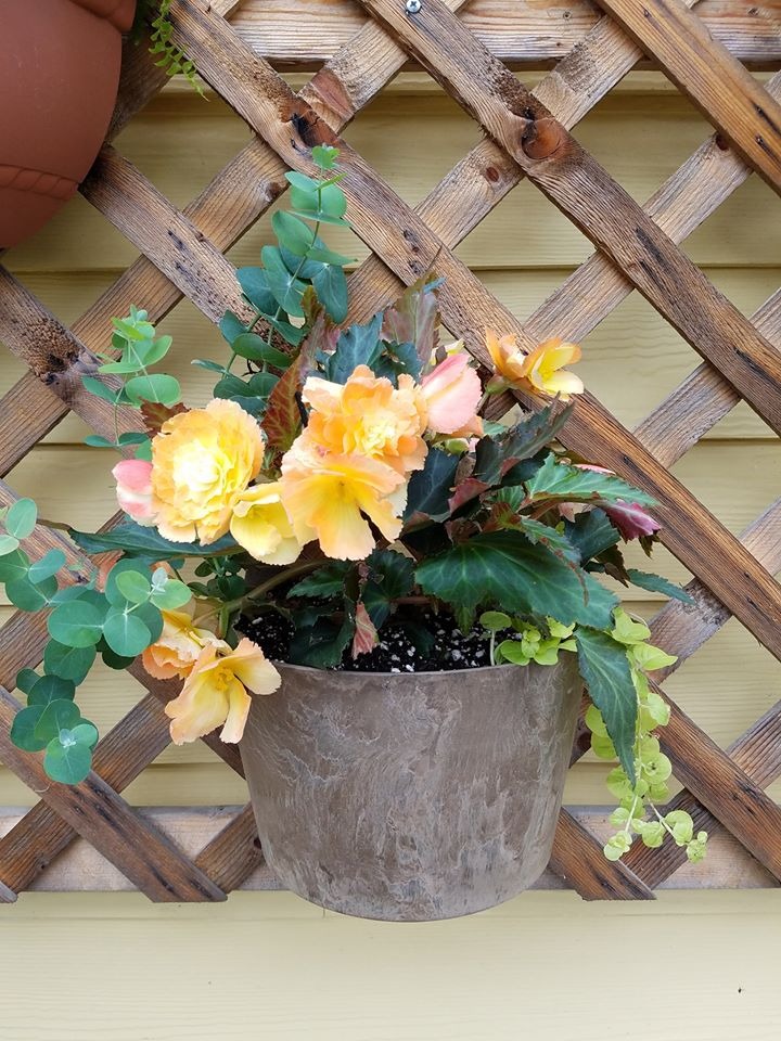 Garden Center Gallery Lucy Hardware Intervale, NH