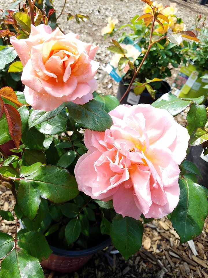 Garden Center Gallery Lucy Hardware Intervale, NH