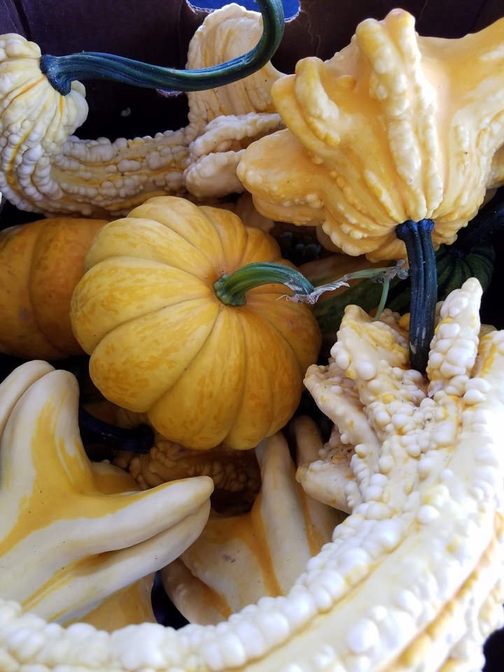 Garden Center Gallery Lucy Hardware Intervale, NH