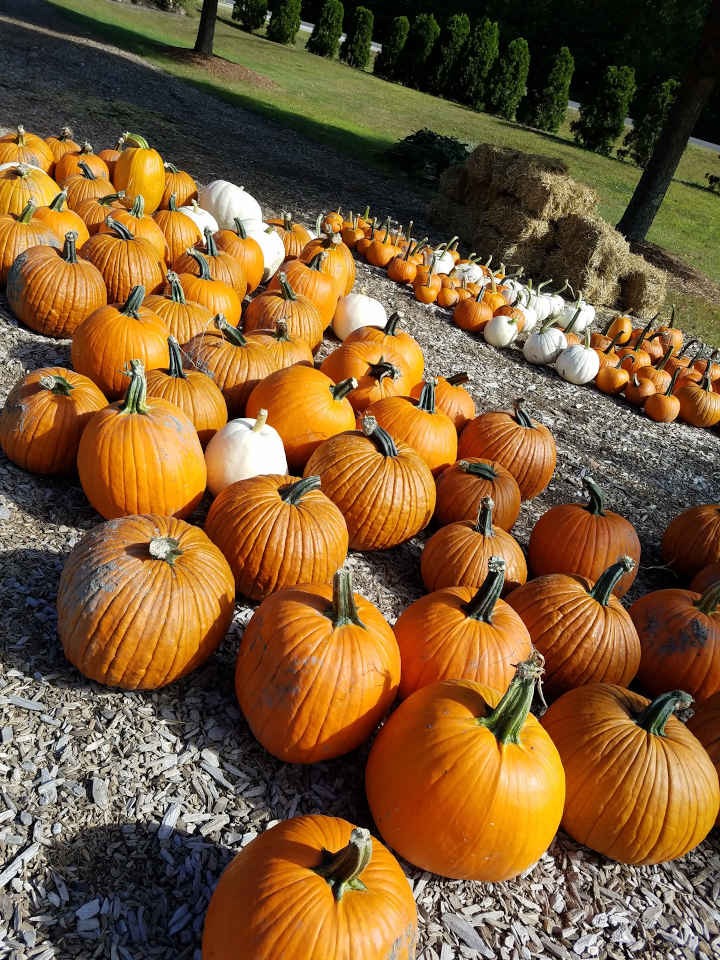 Garden Center Gallery Lucy Hardware Intervale, NH