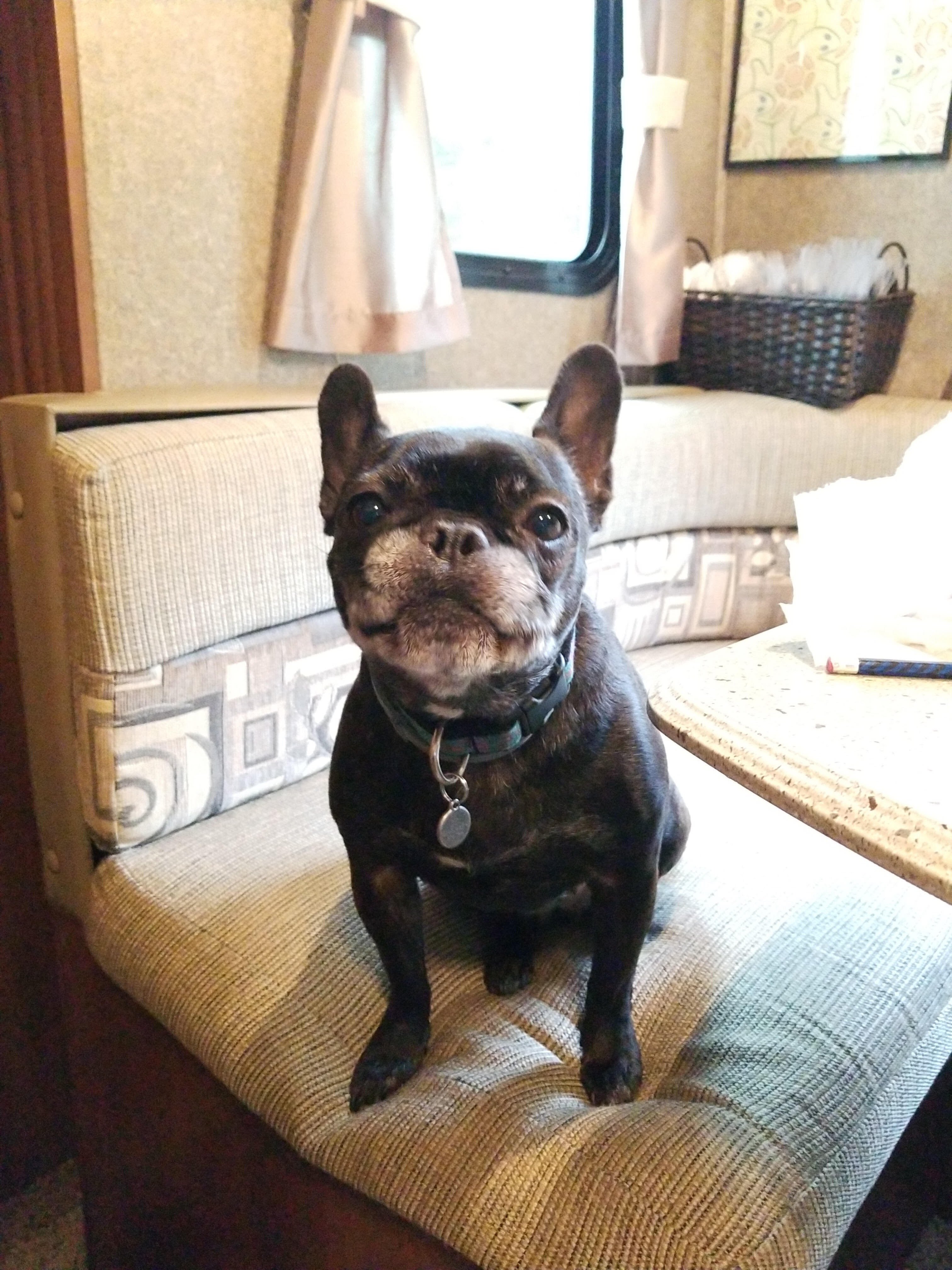 Check Out Our Pack Wiscoy Pet Food Co. State College, PA