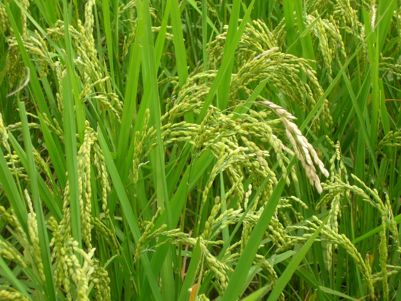 いもち病の恐怖2 新潟こだわり市場