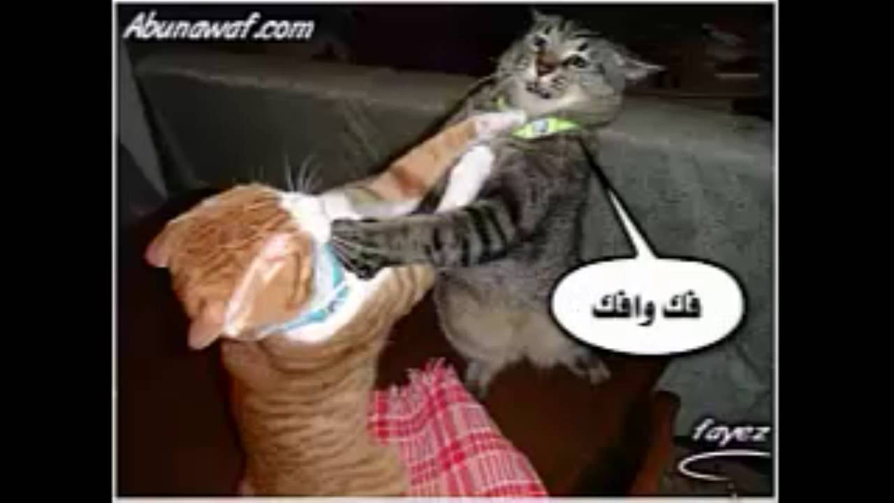 أروع كوميكس للقطط , صور مضحكة عن القطط افضل جديد