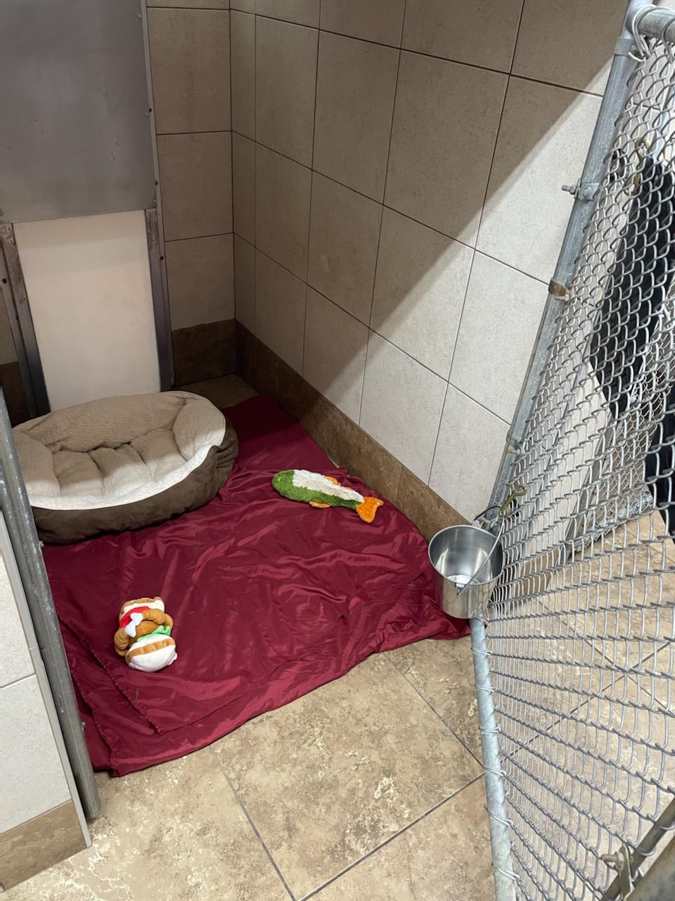 Indoor/Outdoor Runs in Millersville, MD Noah's Ark Veterinary and