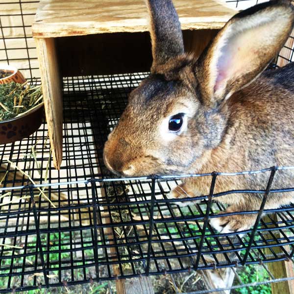 Gallery Pet Sitting Services Pet Sitting adorable critters Noah