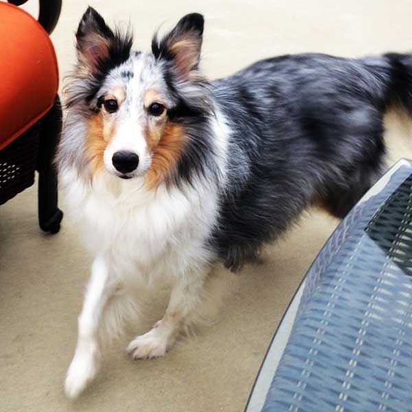 Gallery Pet Sitting Services Pet Sitting adorable critters Noah