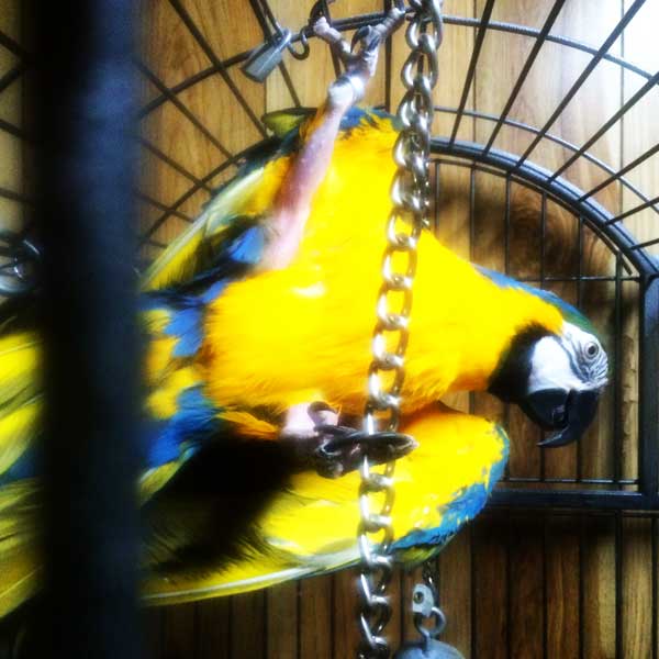 Gallery Pet Sitting Services Pet Sitting adorable critters Noah