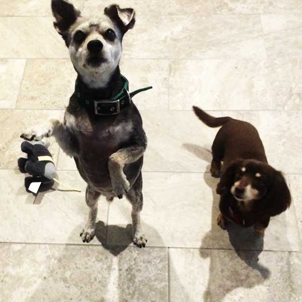 Gallery Pet Sitting Services Pet Sitting adorable critters Noah