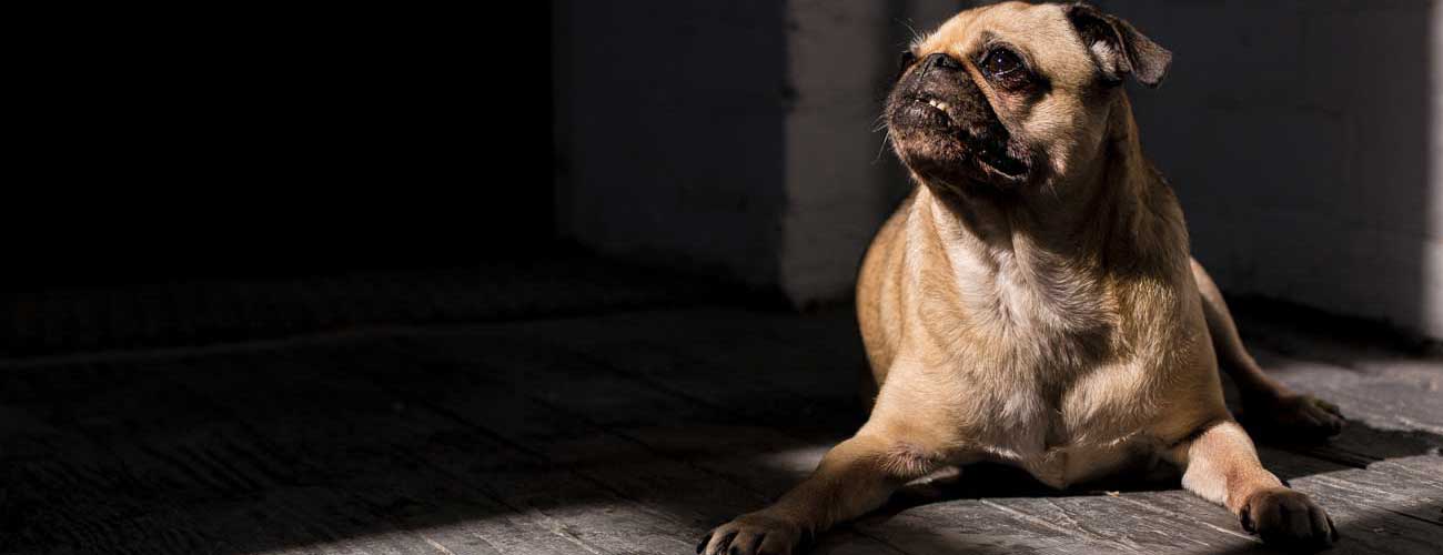 Contact Us Pet Sitting Services Pet Sitting Noah's Critters