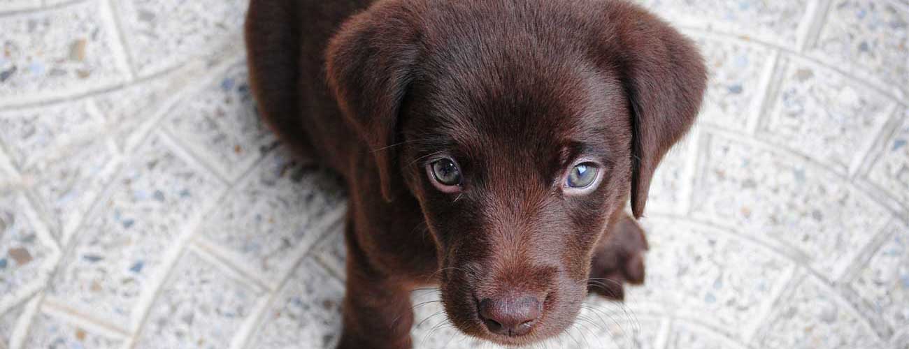 Contact Us Pet Sitting Services Pet Sitting Noah's Critters