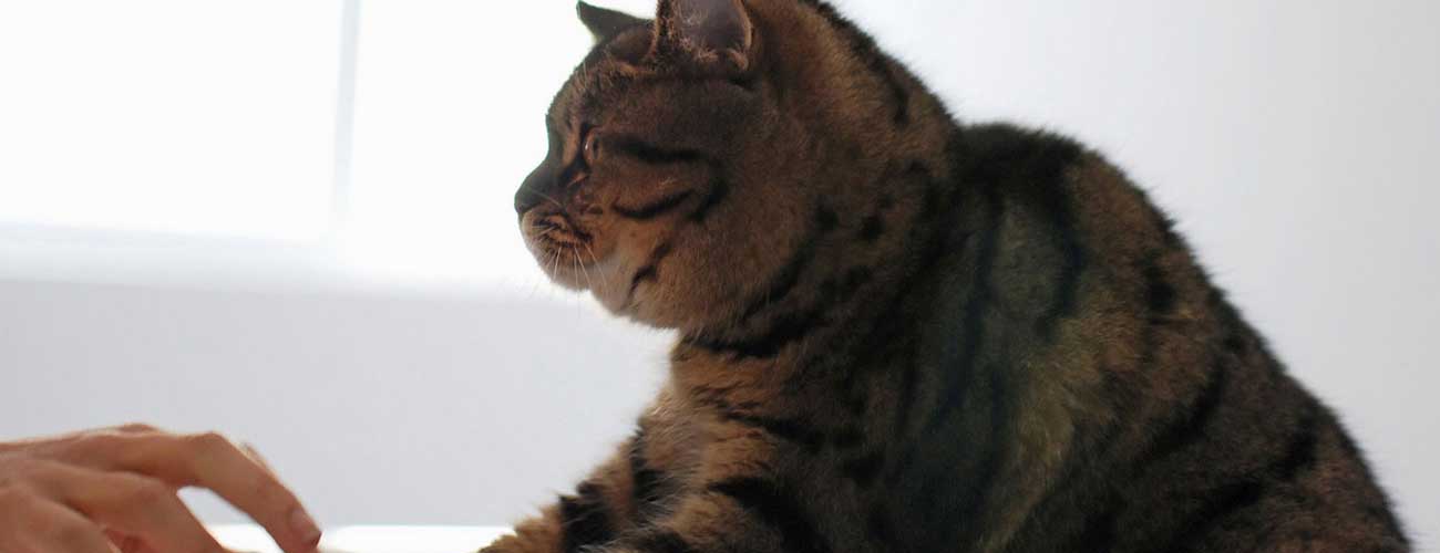 Prices Pet Sitting Services Pet Sitting Pet Sitting Prices Noah