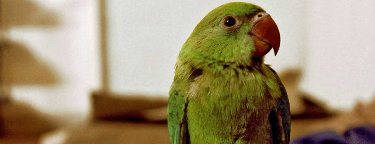 Prices Pet Sitting Services Pet Sitting Pet Sitting Prices Noah