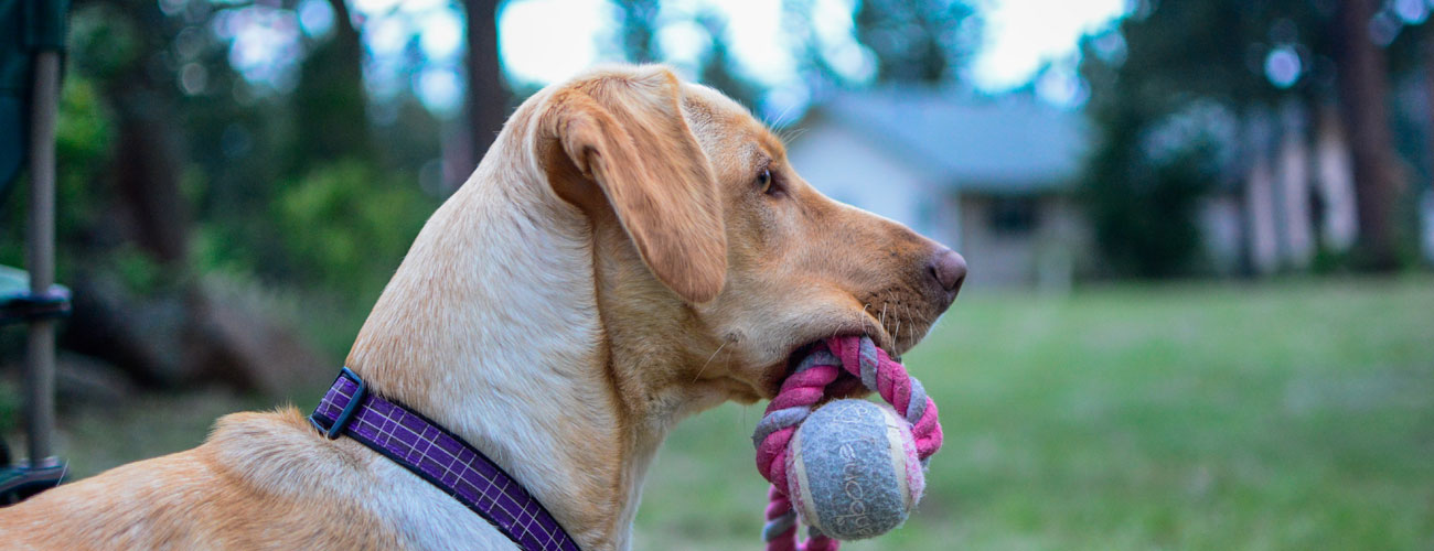 Our Team Pet Sitting Services Pet Sitting Noah's Critters