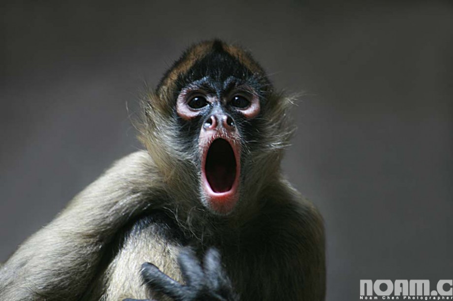 spidermonkeywithmouthopen Noam Chen PhotographerNoam Chen