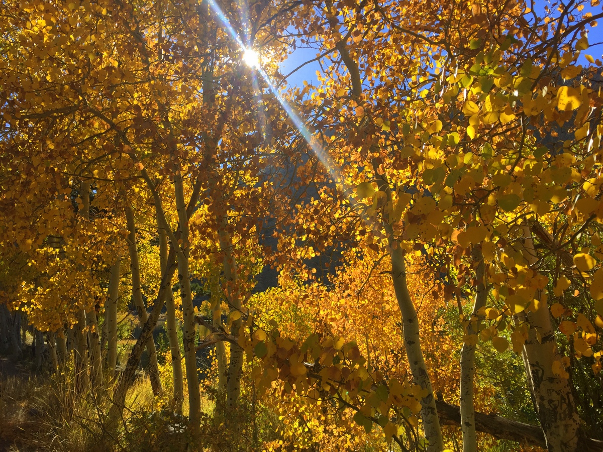 Finding Fall Colors in California No Back Home