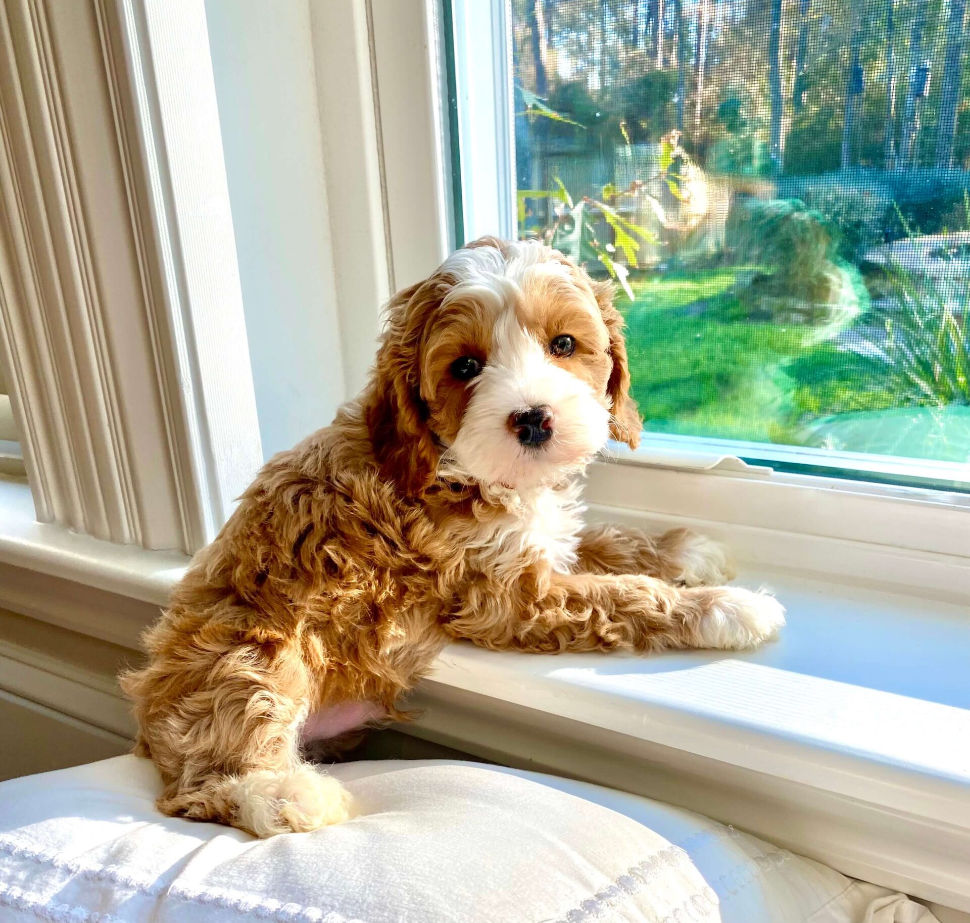 How Often Can You Bathe A Labradoodle Puppy