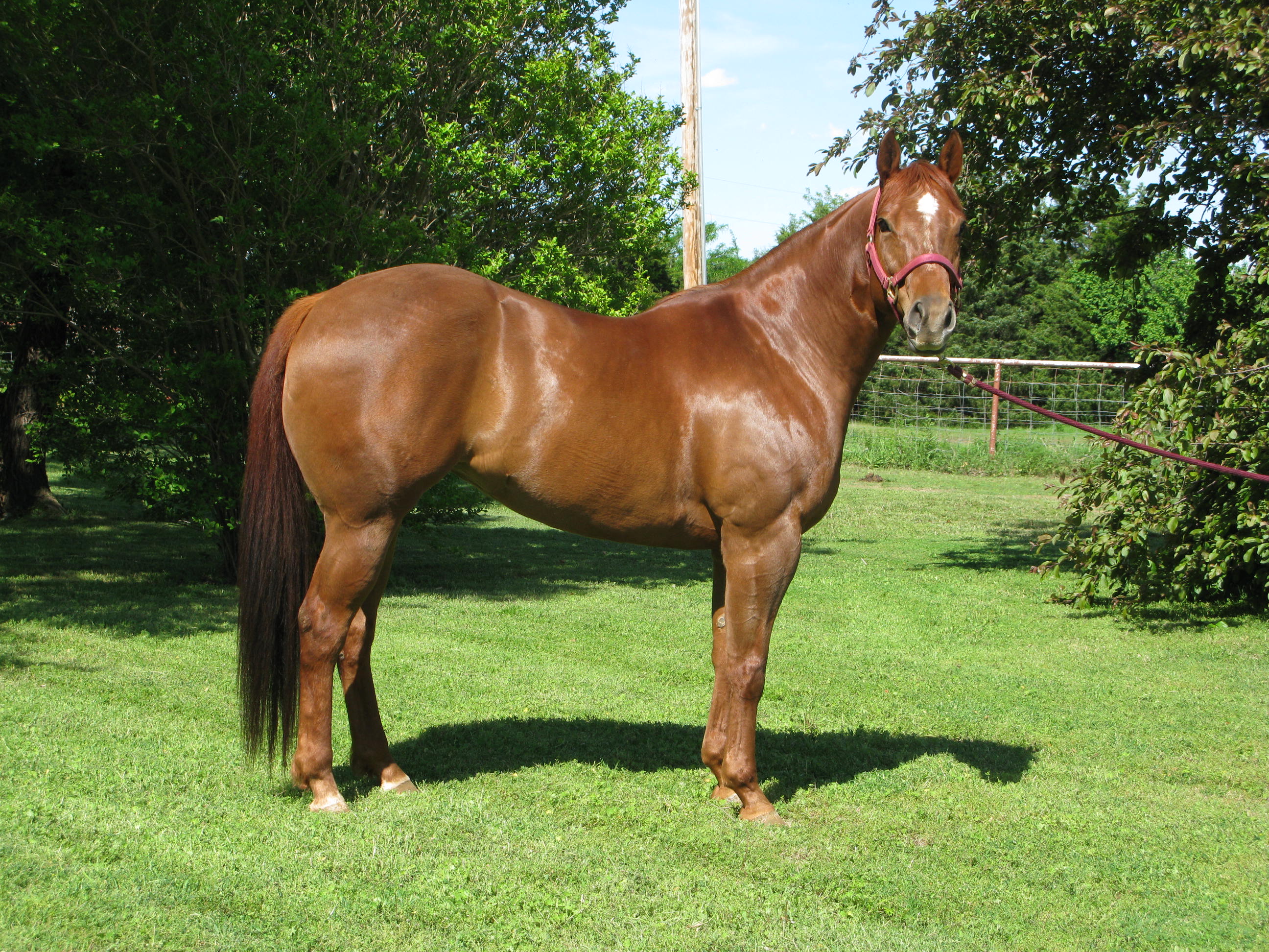 Barrel Horses For Sale