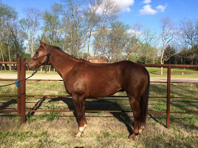 Rope Horses For Sale