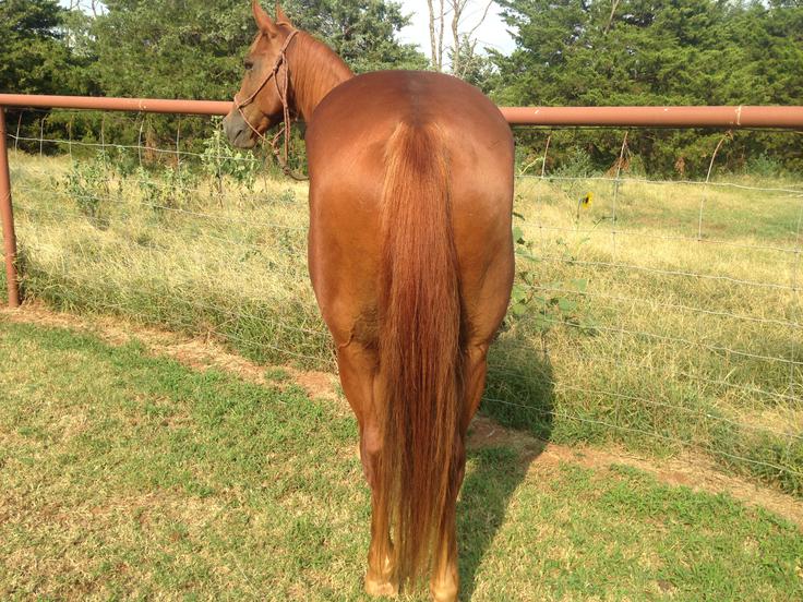 Rope Horses For Sale