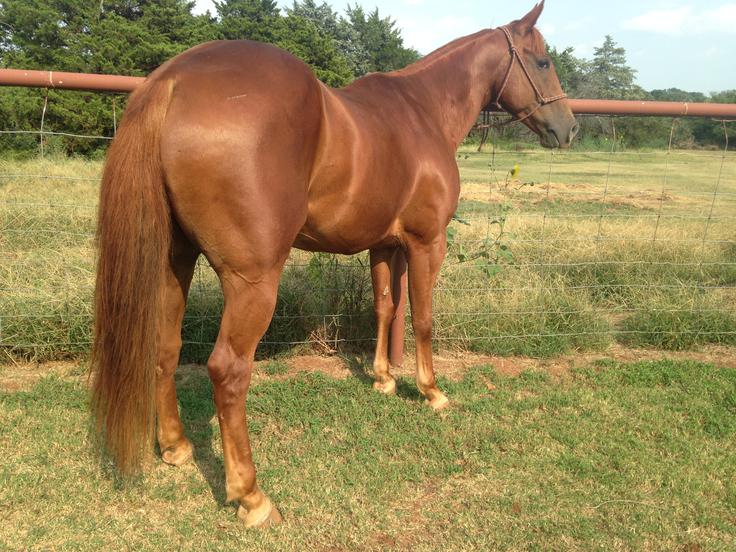 Rope Horses For Sale