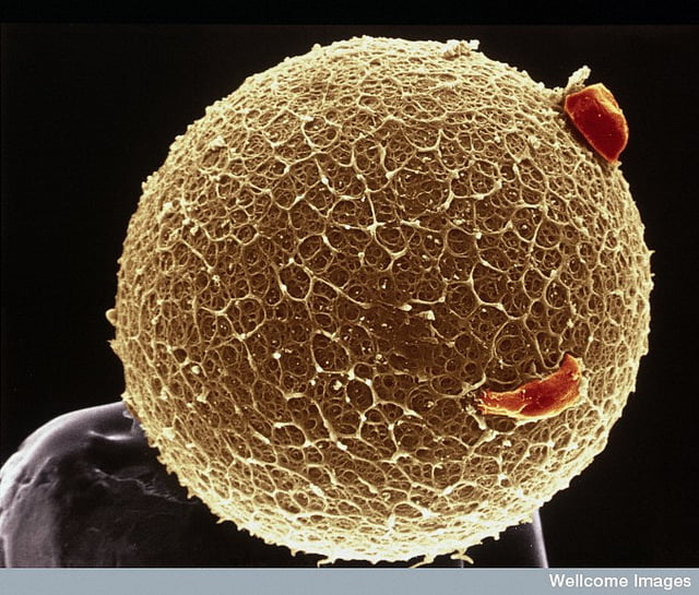 New Discovery May Put An End To Egg Donation Health News