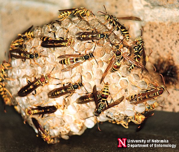 Bees vs Wasps vs Yellow Jackets