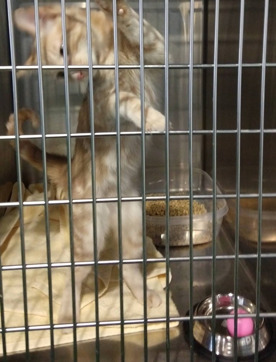 NoCo Spay & Neuter Northern Colorado's low cost Spay & Neuter