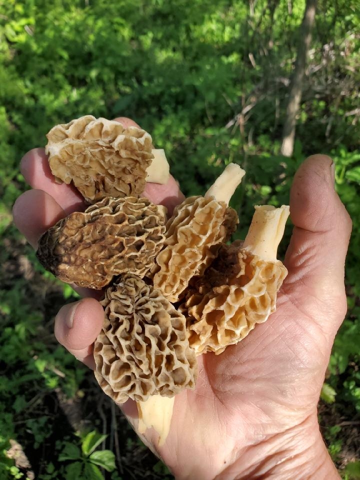 Morel mushrooms Nodak Angler