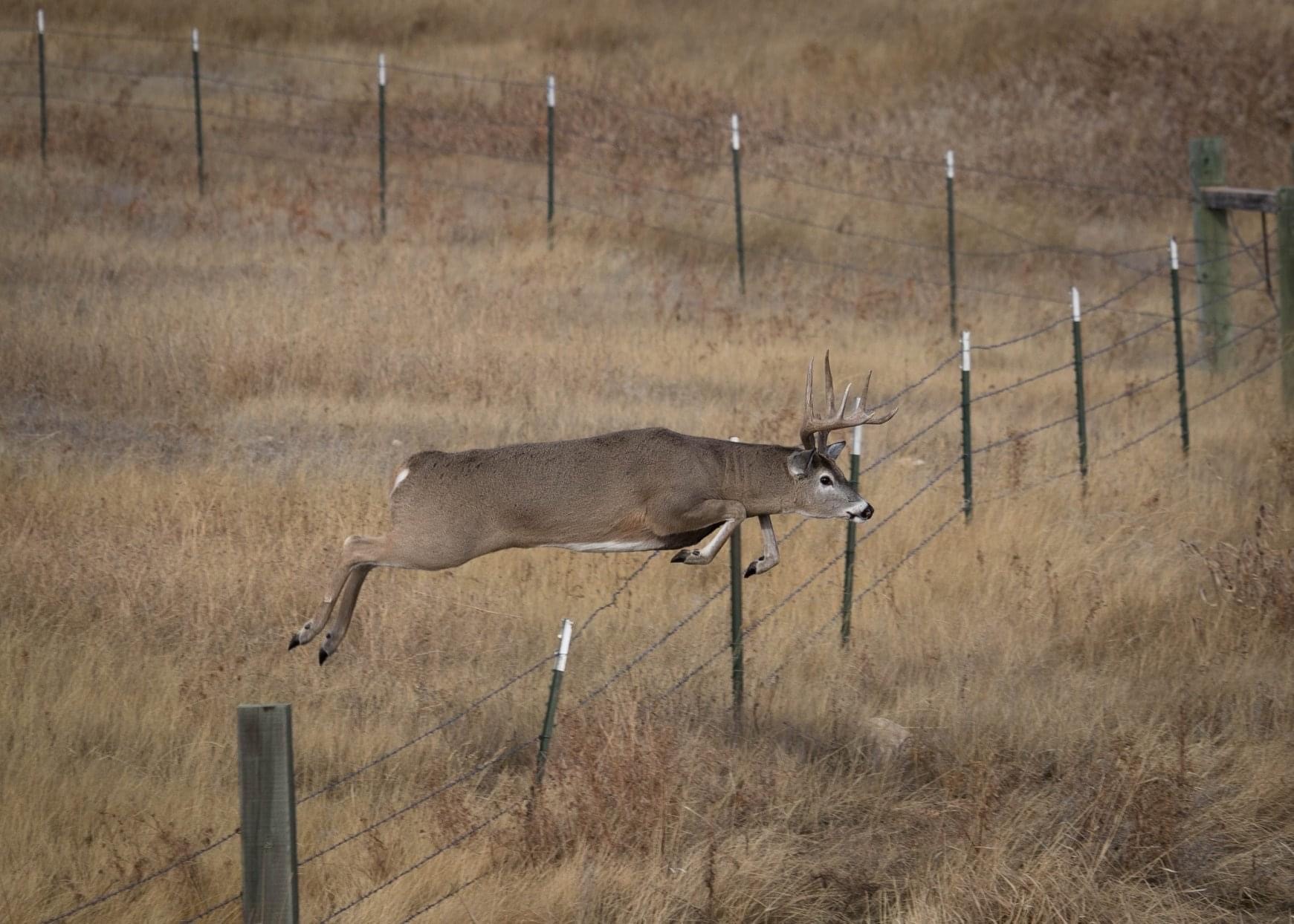 Wildlife Photography. Nodak Angler