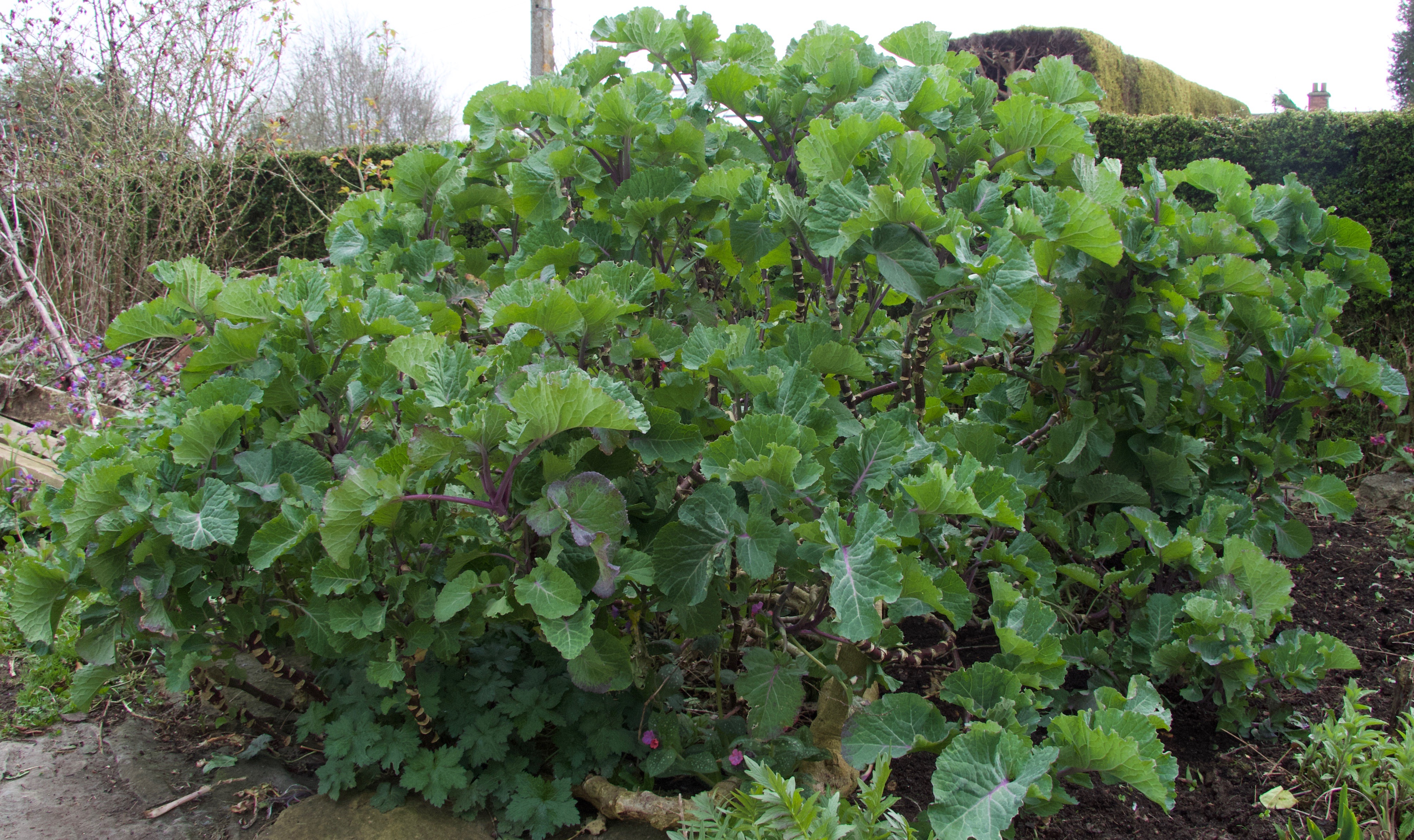 2.32 kale growing in the garden Taunton Deane perennial kale