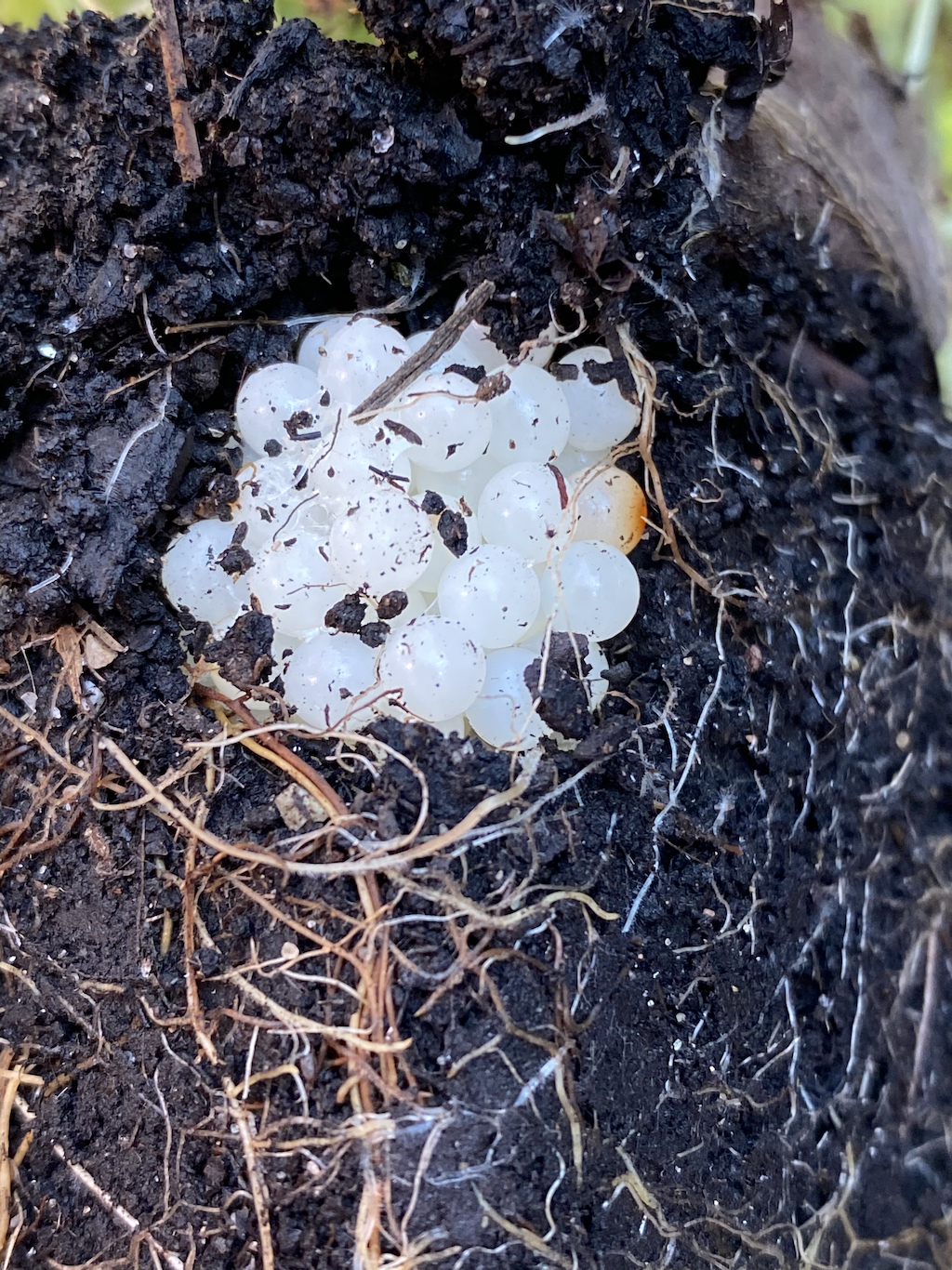 slug eggs Stephanie Hafferty