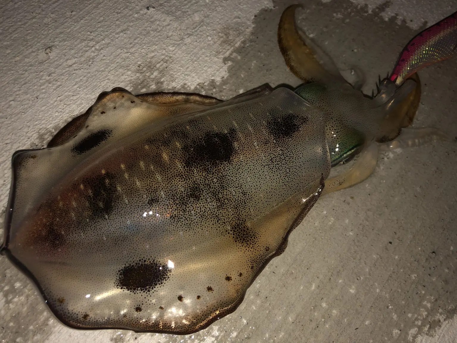 【ただ巻くだけ】簡単に釣れる！ただ巻きエギングに迫る NOFISHBOY
