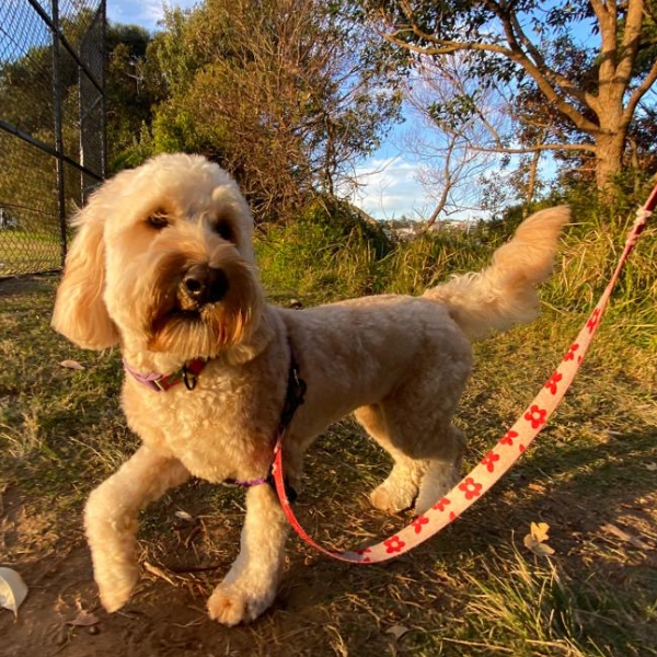 Dog Walking and Pet Care Blog No Fluff Petcare Services