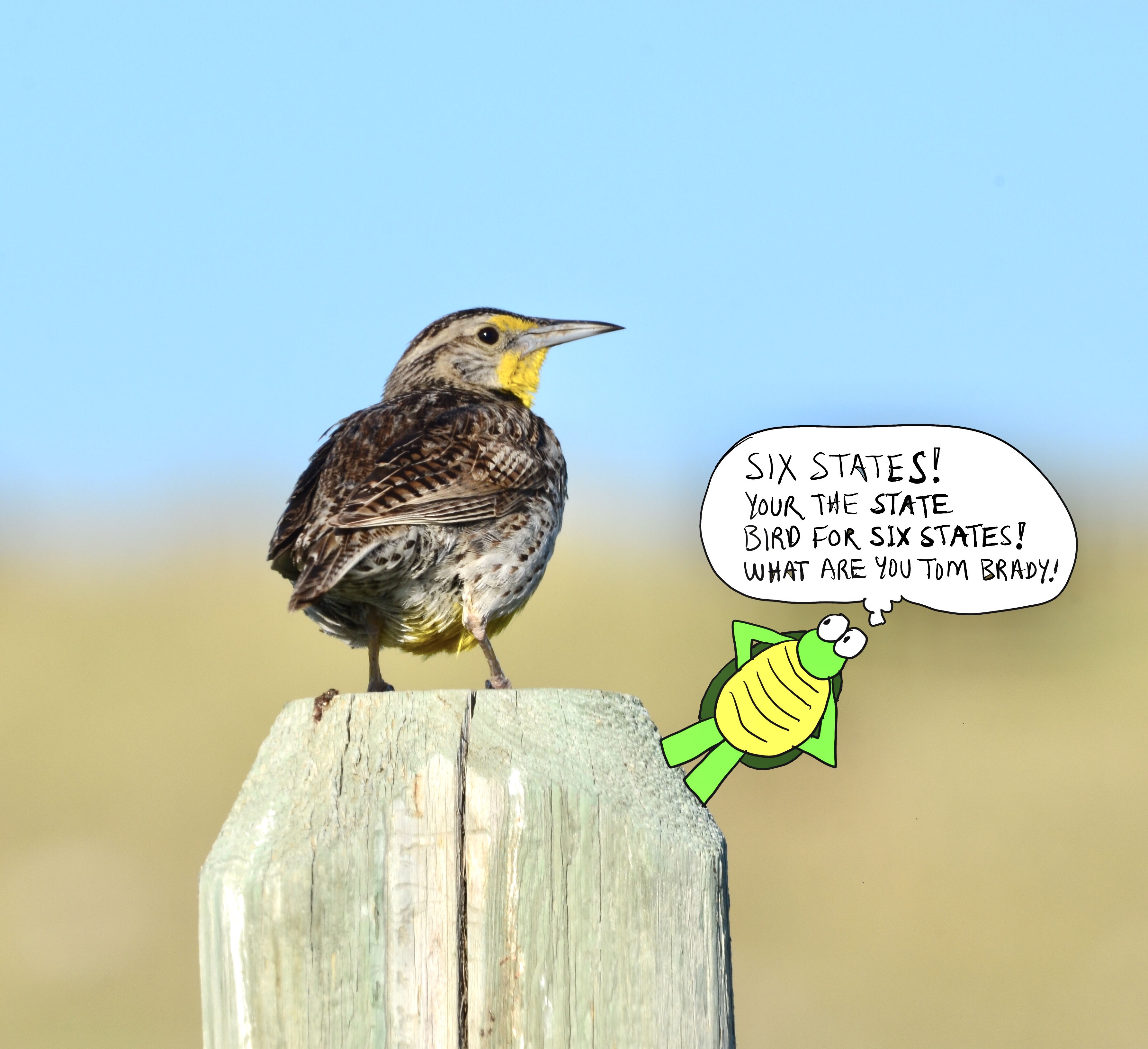 Covid Relief Take 233 The Western Meadowlark is the state bird for