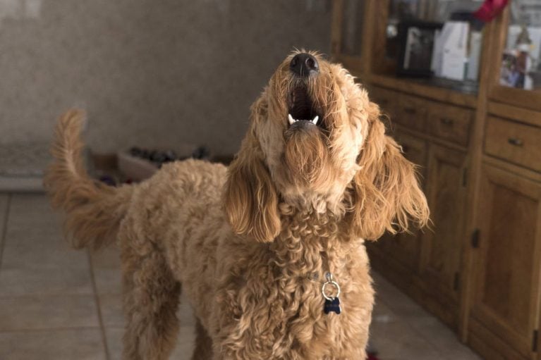 How to Block Barking Noise? NoisyWorld