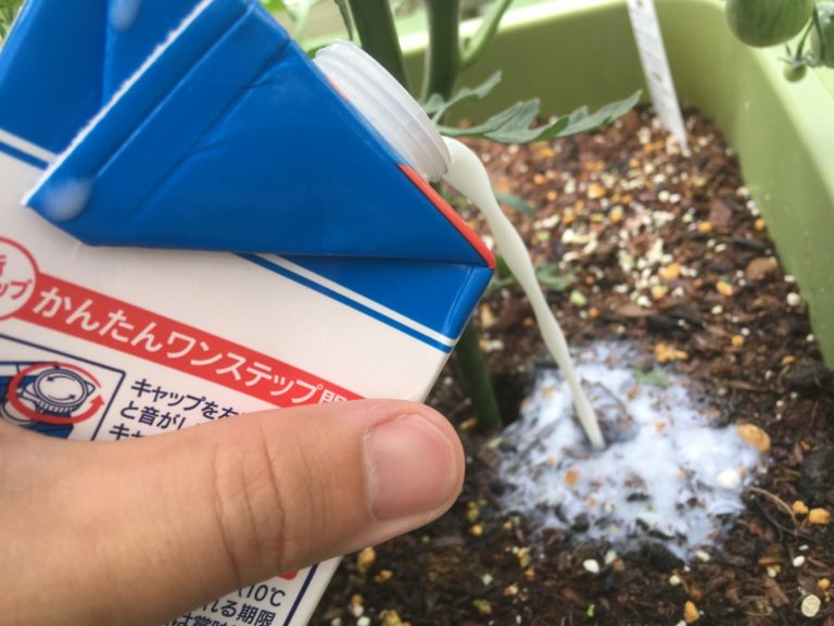 【自然農薬】牛乳の薄め液で苗を復活させる｜効果と使い方【画像付き】
