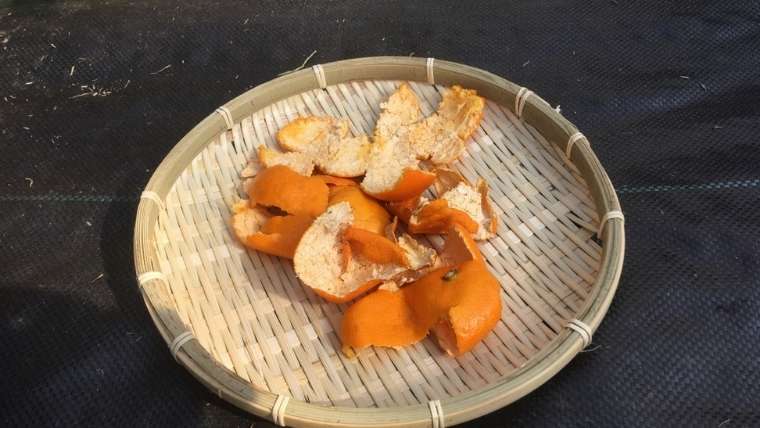 【自然農薬】ミカンの皮でトマトを甘く｜ネギの害虫防除【画像付き】｜家庭菜園を極める！初心者からプロまで