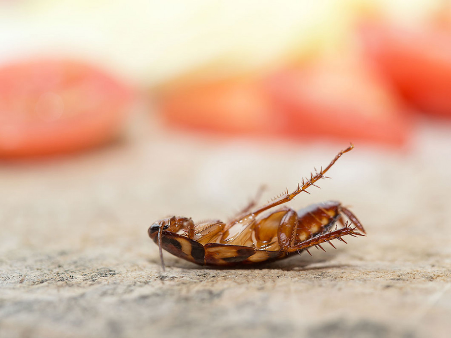 Residential Pest Control, Commercial Pest Control New Orleans, Kenner