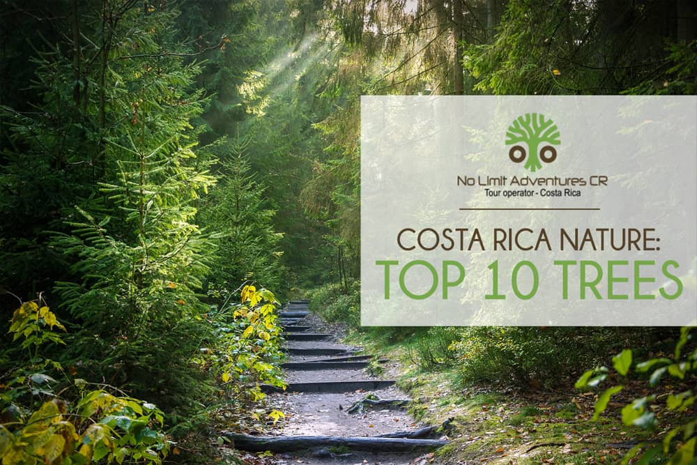 Costa Rica Nature Top 10 Trees No Limit Adventures Costa Rica