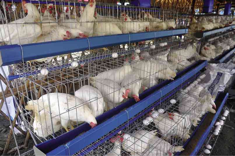 Can bird flu kill? NOLISOLI