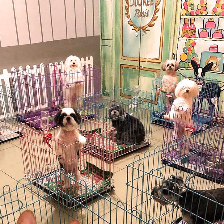 Can't vacay with your pet? Book them a stay at these pet hotels NOLISOLI