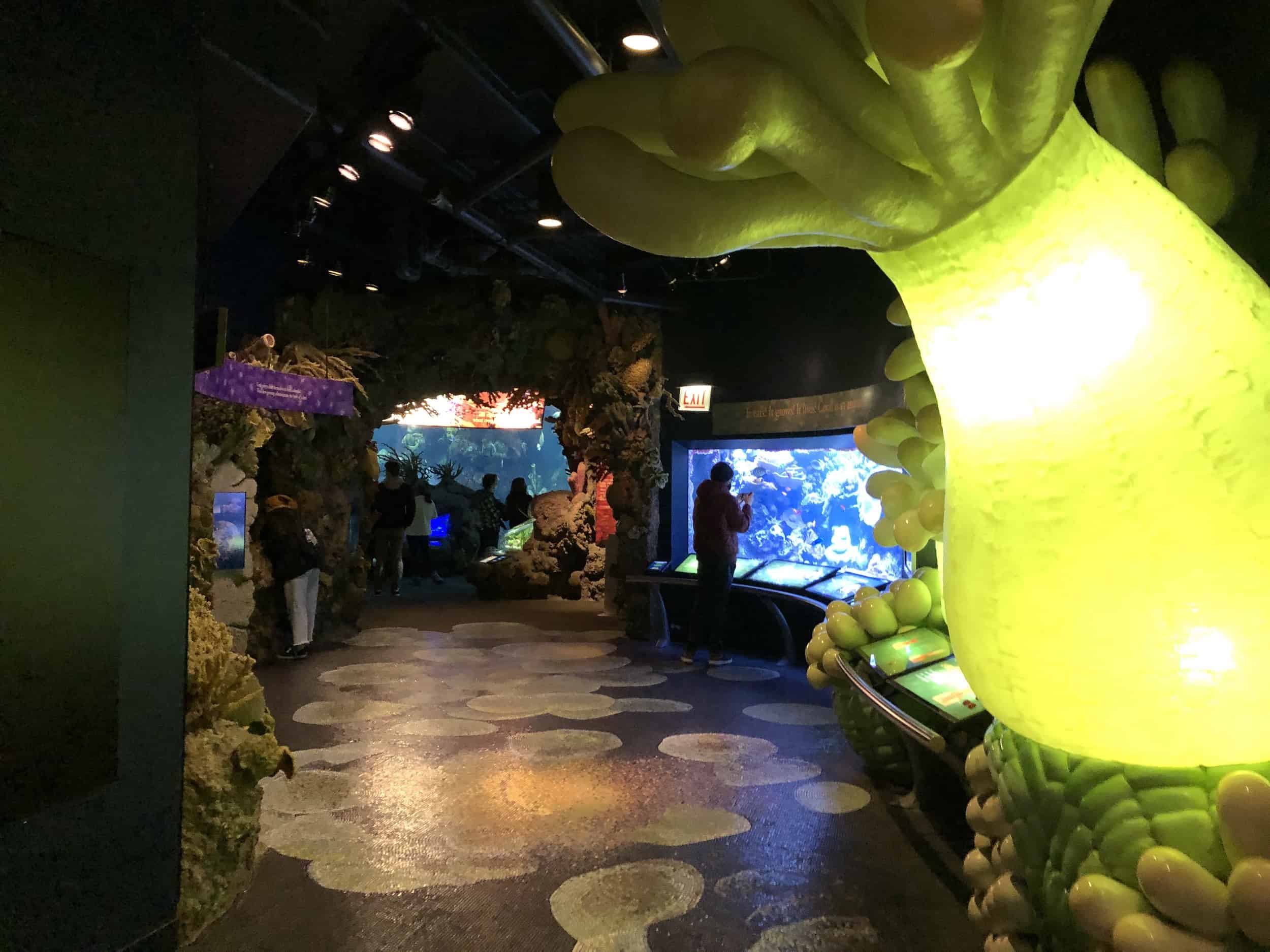 Shedd Aquarium Ground Level (Chicago, Illinois) Nomadic Niko