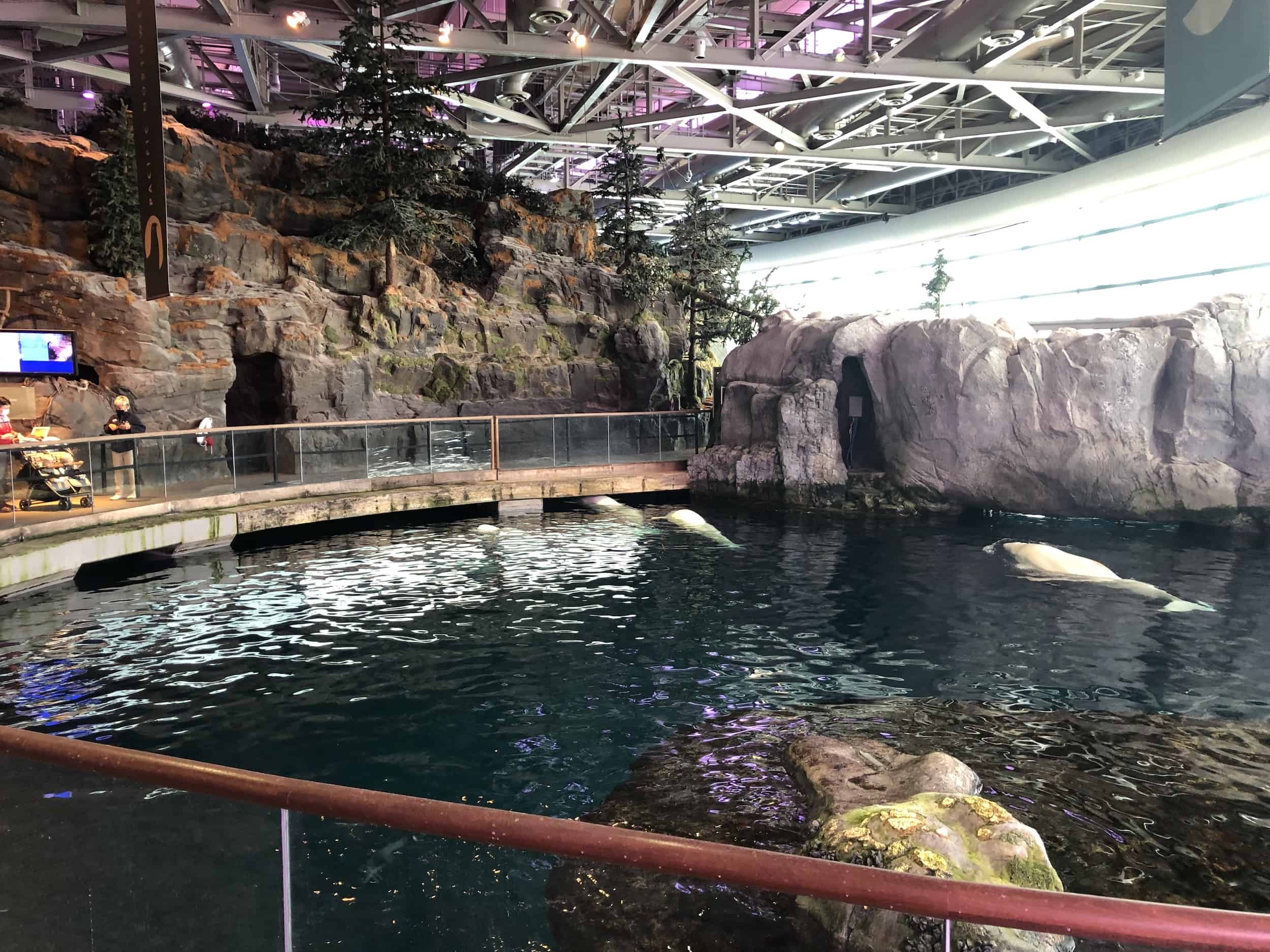 Shedd Aquarium Lower Levels (Chicago, Illinois) Nomadic Niko